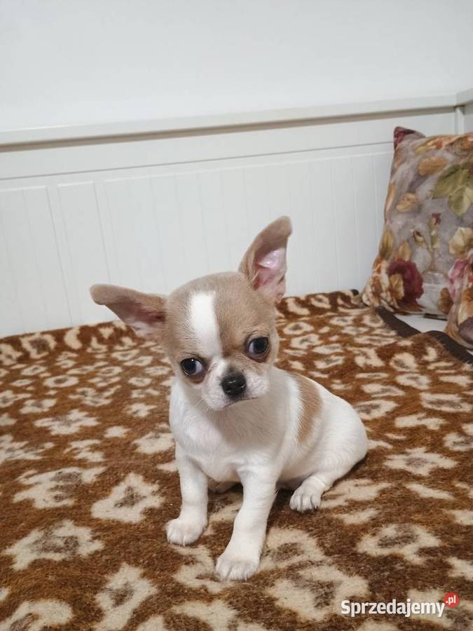Chihuahua malutki przytulasek chip rodowód