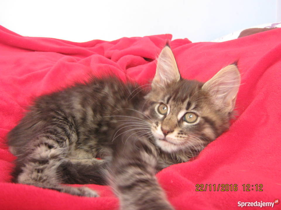 Prześliczny Duży kocurek Maine Coon FPL Kielce
