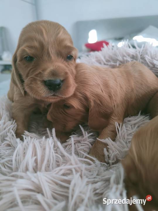 Szczeniaki Cocker Spaniel świętokrzyskie Kazimierza Wielka