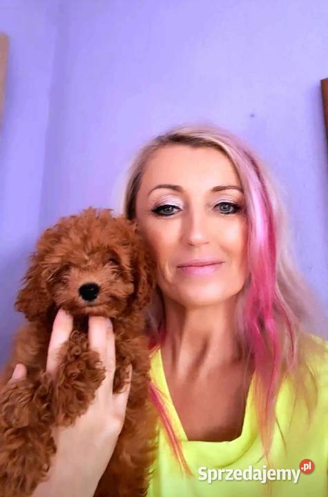 szczenięta pudel toy red płowy z rodowodem FCI pomorskie Gdańsk