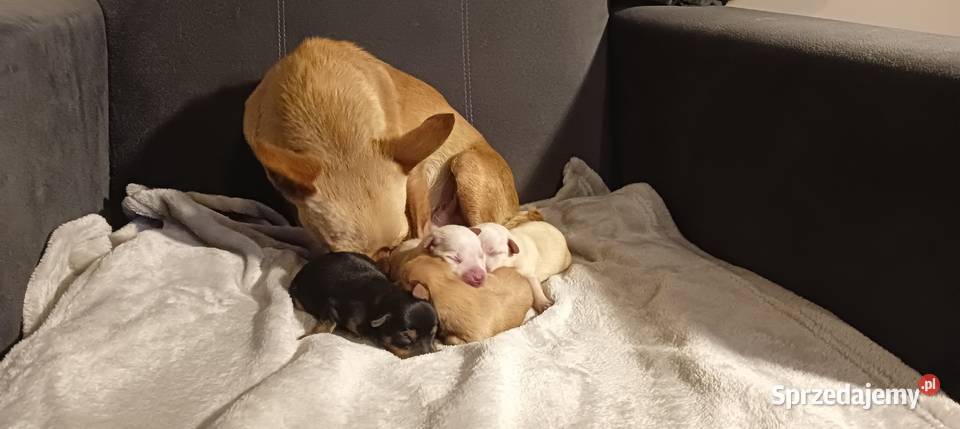 Szczenięta ratlerki Pozostałe Świnice Warckie