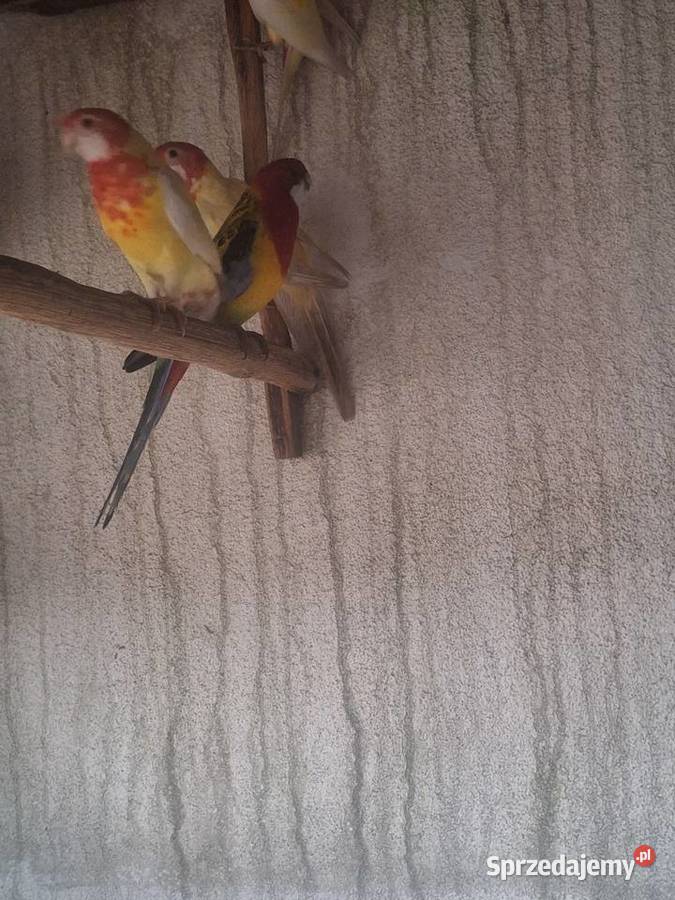 Rozelle białolice Zwierzęta kujawsko-pomorskie Szubin