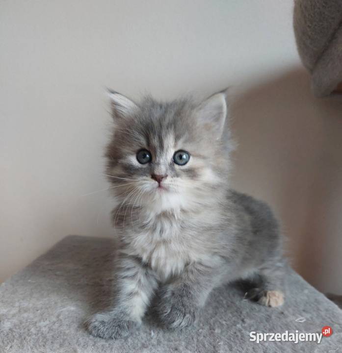 Śliczna Niebieska Kotka Syberyjska PZFWCF Sochaczew