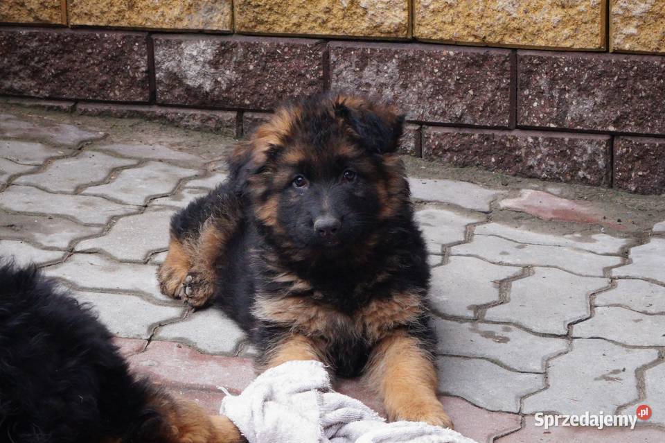 owczarek niemiecki szczeniaki długowłose z mazowieckie Radom
