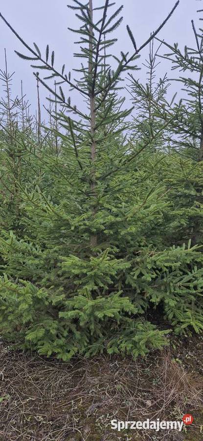 Choinki Swiateczne Swierk Pospolity Plantacja kujawsko-pomorskie Cekcyn