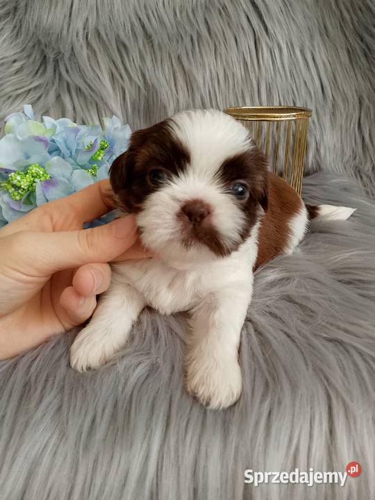 Piekny piesek rasy ShihTzu Namysłów