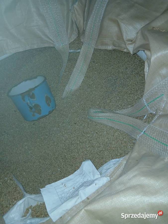 Pszenica jęczmień owies Zbiór 2025 Ozimek