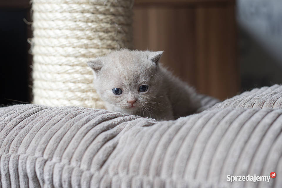 Brytyjski Krótkowłosy Krótkowłosa Płowa Tęczowy Kaźmierz sprzedam