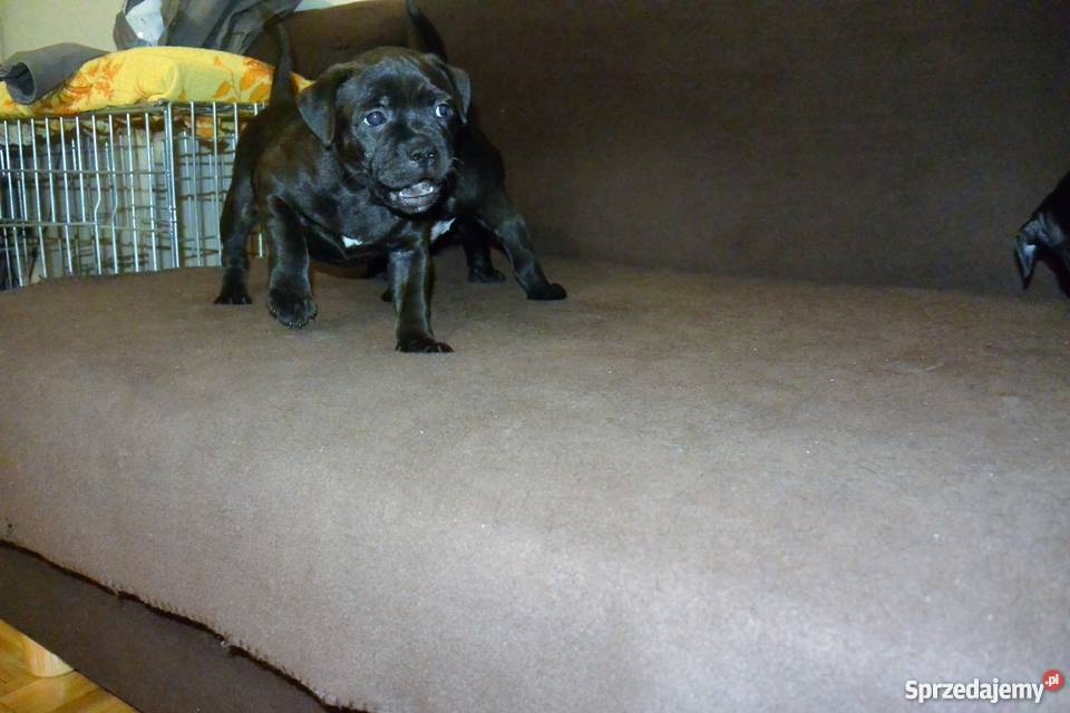 Staffordshire Bull Terrier Staffik Stafik Białystok