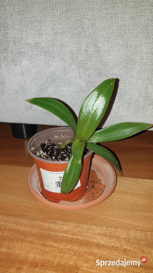 Trzykrotka reo meksykańskie do domu ogrodu na Warszawa