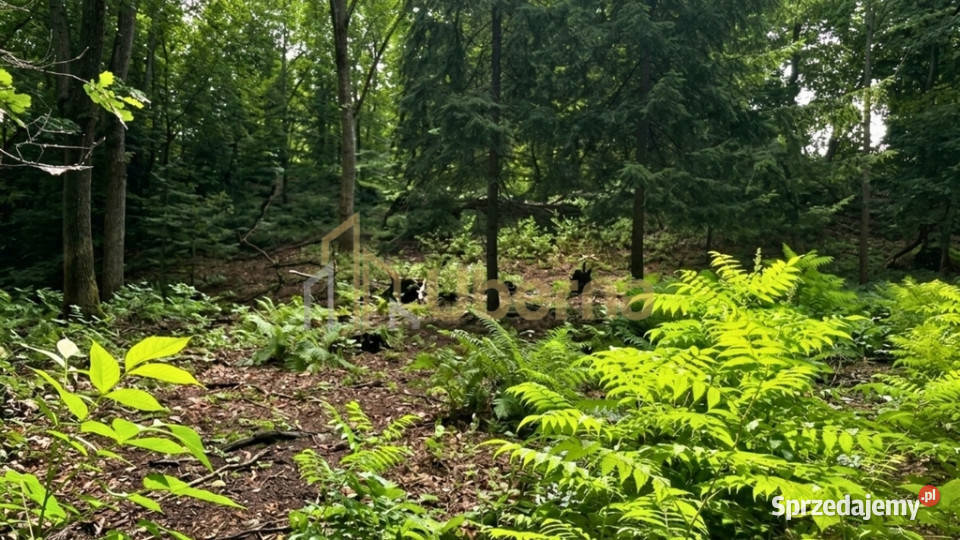Działka 3206 m jeziorze z WZ budowlana Klępnica sprzedam