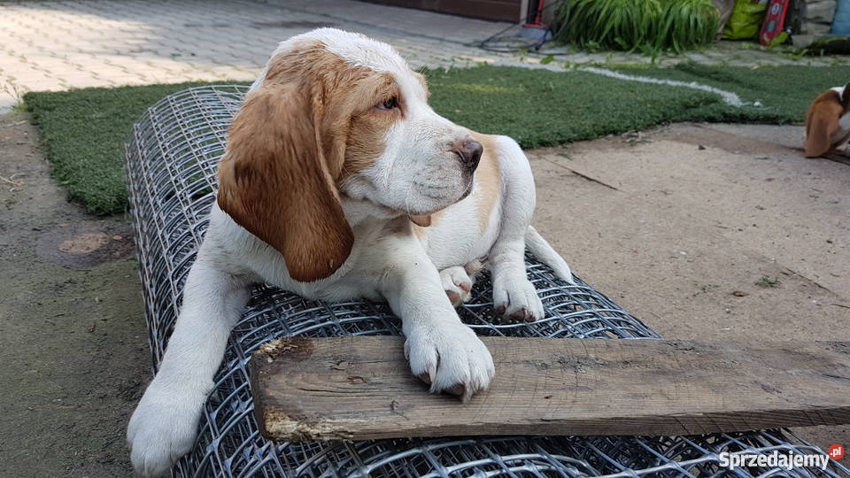 Piesek rasy Beagle Bigle samiec bicolor małopolskie Nowy Sącz