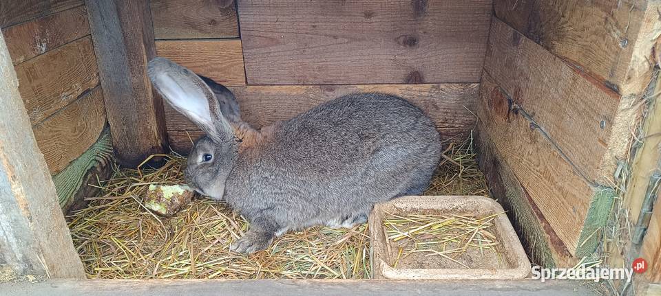 Samiec belgijski 8 miesięcy Wijewo