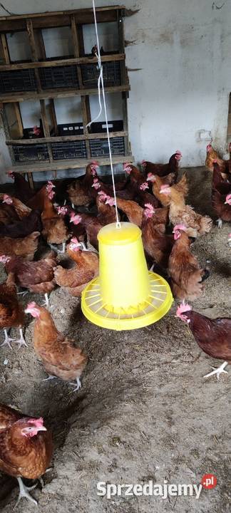 Sprzedam kury nioski Drób i ptactwo lubelskie Wólka Łózecka