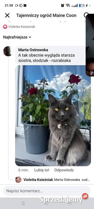 zapowiedź miotu Maine Coon Starogard Gdański sprzedam