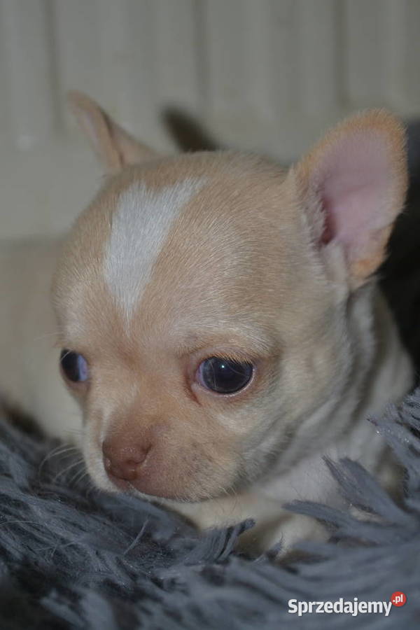 CHIHUAHUA PIĘKNY KRÓTKOWŁOSY PIESEK Łódź