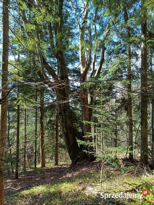 Sprzedam Las działkę 12ha małopolskie