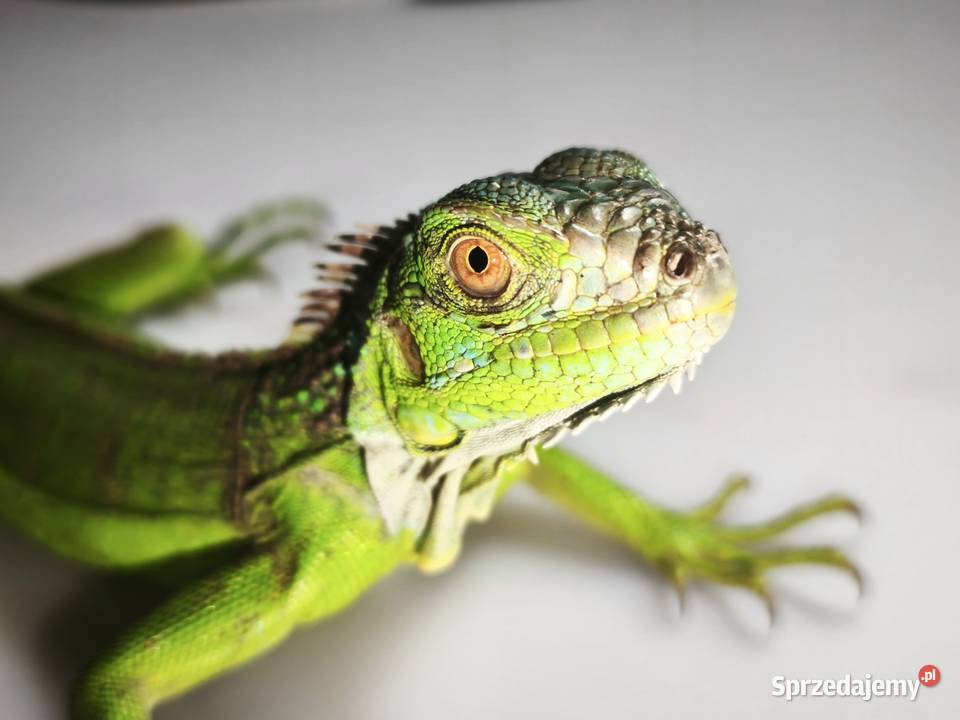 legwan zielony młody osobnik Wałbrzych