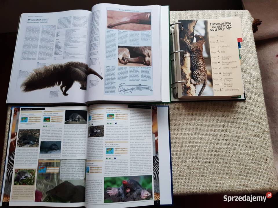 Plus Segregator z kartami zwierząt 2 Albumy Kraków