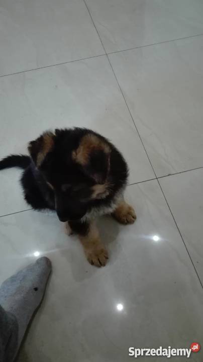 Szczeniaki owczarek niemiecki