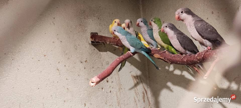Sprzedam papugi Jędrzejów