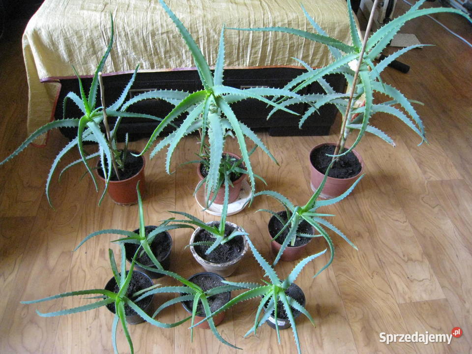 Kwiat doniczkowy Aloes Aloe Vera sadzonki Częstochowa