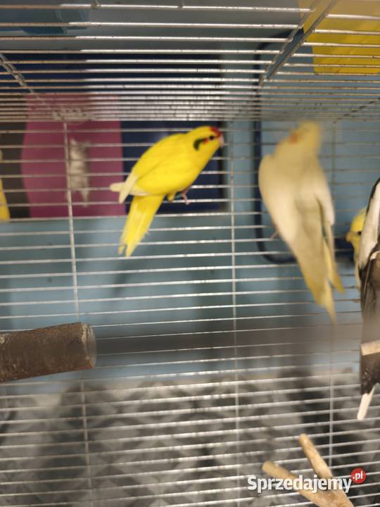 Modrolotka papuga kozia Ptaki Poznań