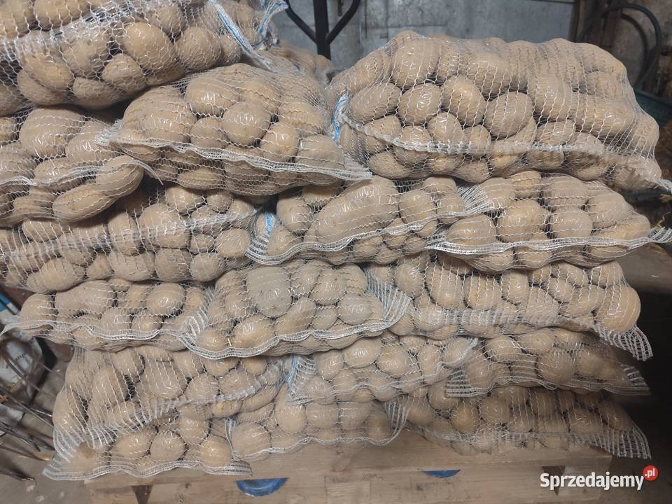 Ziemniaki jadalne Ignacy Denar Catania Nowe Przybojewo