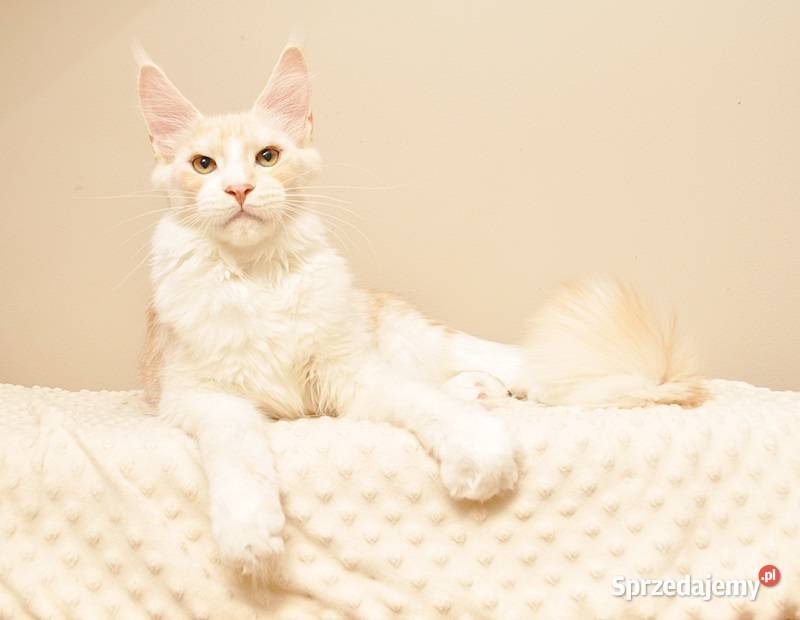 Przepiękny kocurek Maine Coon GOTOWY DO ODBIORU Białystok
