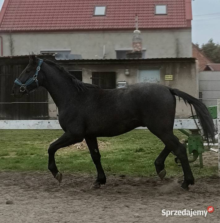 Siwy ogier SP Dębno Polskie