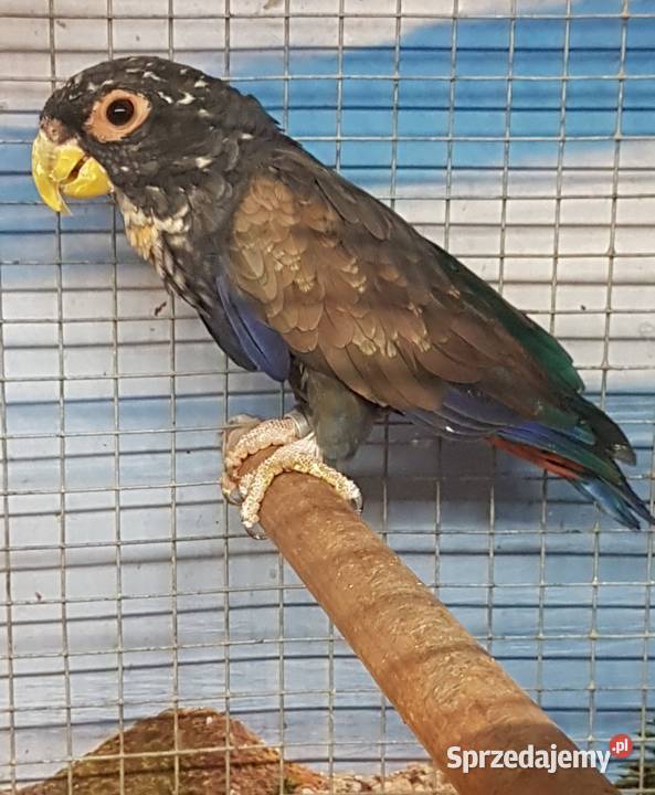 Piona bronzowoskrzydła para Bystra