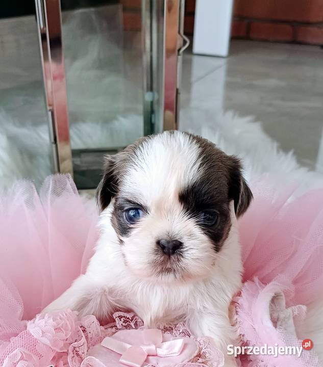 Shihtzu dziewczynka wielkopolskie Gostyń