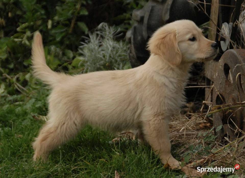 Golden Retriever Kargów sprzedam