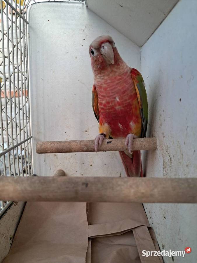 RudosterkaRudosterki Tryńcza