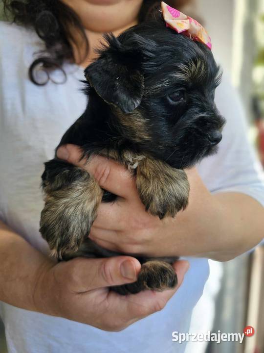 Mini Dziewczynka York z Rodowodem BLACK Częstochowa