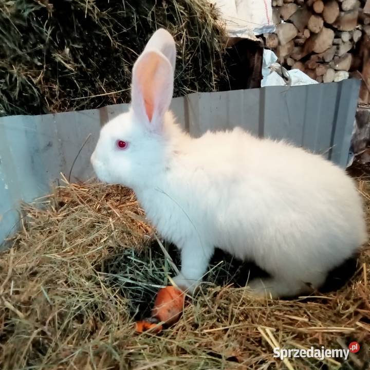 Sprzedam króliki w różnym wieku Trzepnica
