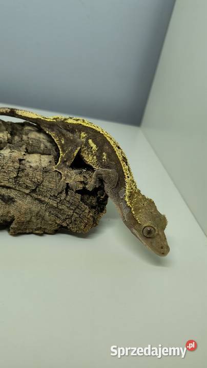 Gekon orzęsiony samica Gady i płazy Zwierzęta Barcin