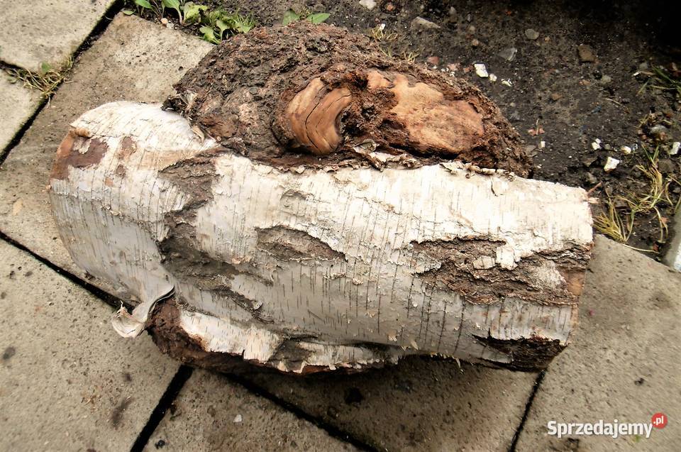 czeczota brzozowa narośl obrzęk opolskie Namysłów