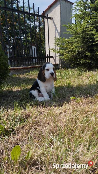 BEAGLE PIĘKNA SUNIA TRICOLOR GOTOWA DO ODBIORU Psy Łódź