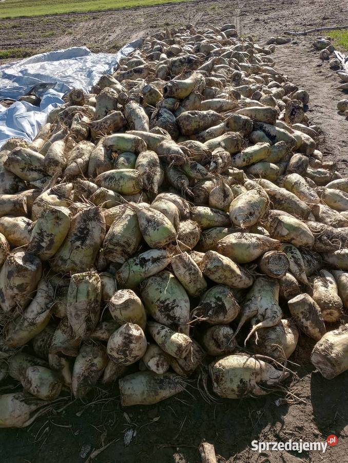 Buraki pastewne łódzkie Dzierzbiętów Duży sprzedam
