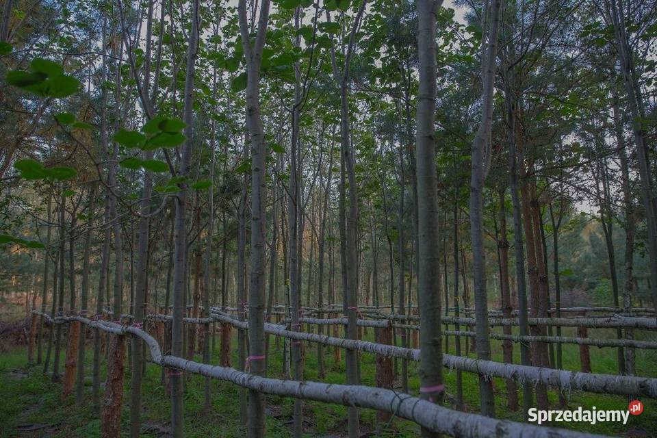 Lipa drobnolistna Tilia cordata obwód 810 wys 35 Liściaste