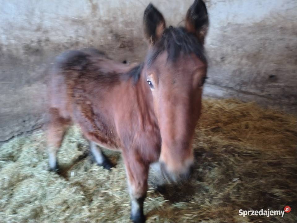 Źrebak 9 miesięczny Zimnokrwisty Maści Ciemny Radom