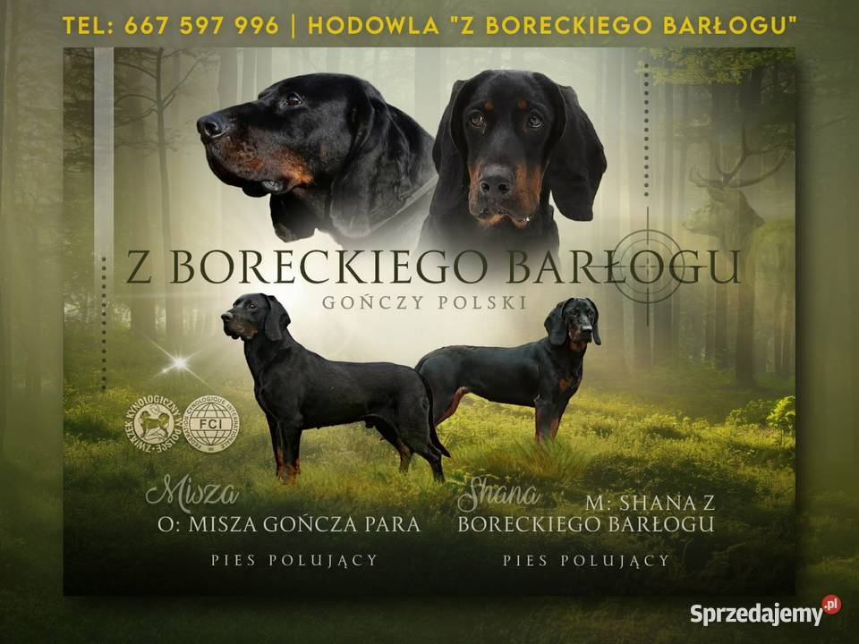 Szczenięta Gończy Polski FCI ZKwP wielkopolskie Gostyń