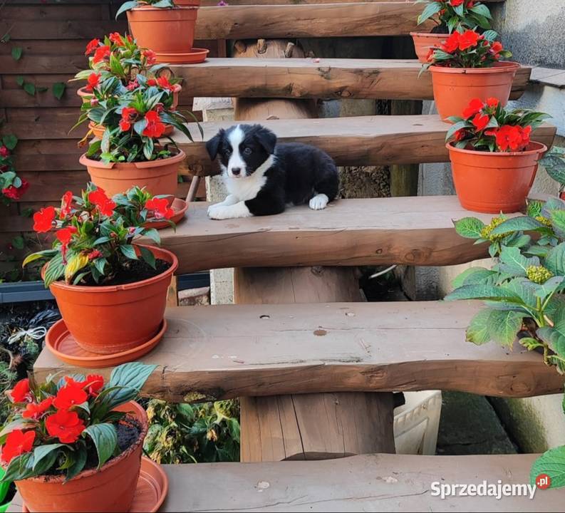 Piesek Border collie czarnobiały z rodowodem z Rymanów
