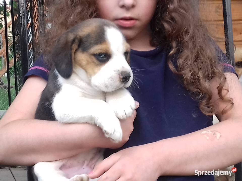 Piesek rasy Beagle z rodowodem Gnojnik