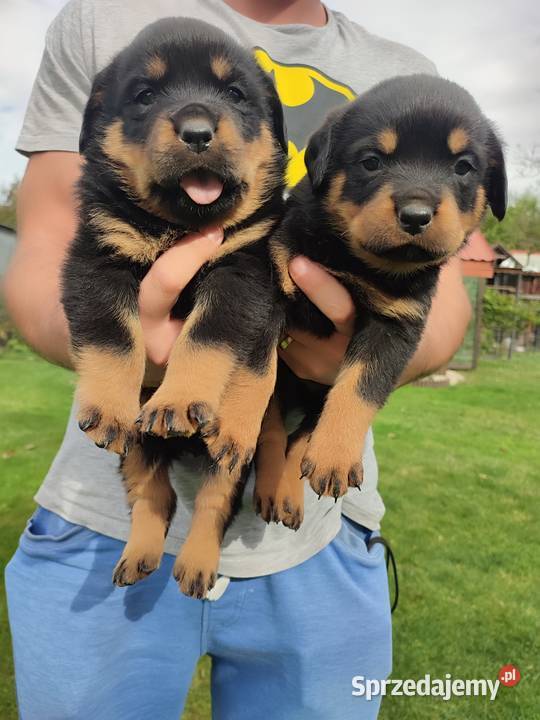 Rottweiler szczeniak Terespol