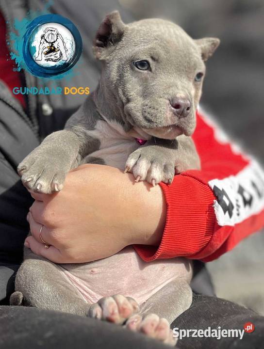 American Bully ABKC suczka wielkopolskie Koło