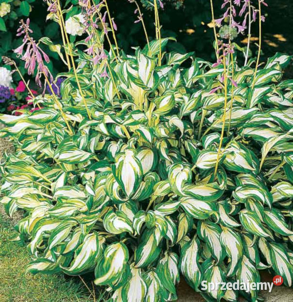 FUNKIA MEDIOVARIEGATA Hosta sadzonki w Ustronie