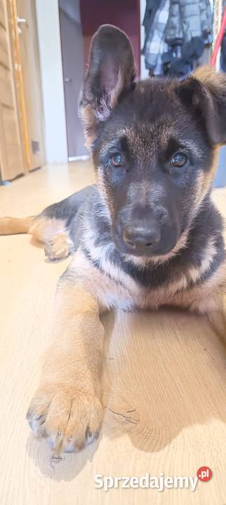 Owczarek niemiecki krótkowłosy Będków sprzedam