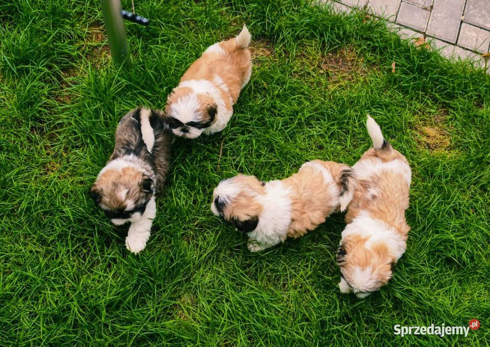 ŚLICZNIE Shihtzu gotowe do nowego domu Jawor
